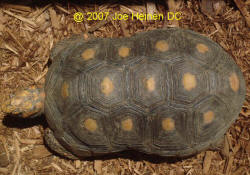 redfoot tortoise male's waist