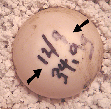 Tortoise egg chalking
