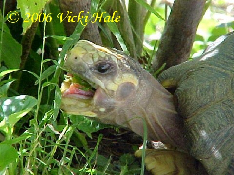 Redfoot tortoise eating