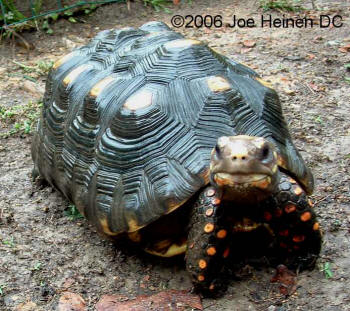 tortoise pyramiding0