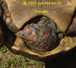 redfoot tortoise female
