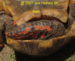 redfoot tortoise male