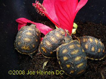 Redfoot tortoise
