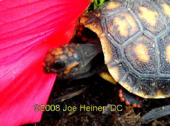 hatchling #2
