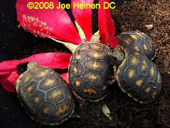 hatchling #2