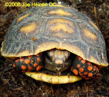 hatchling #1