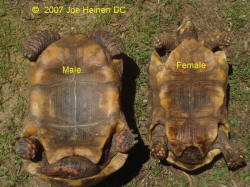 redfoot tortoise male and female