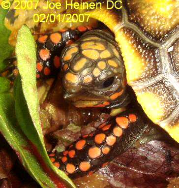 Red Foot Tortoise Food Chart