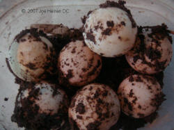 Redfoot tortoise eggs