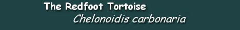 The Redffot Tortoise