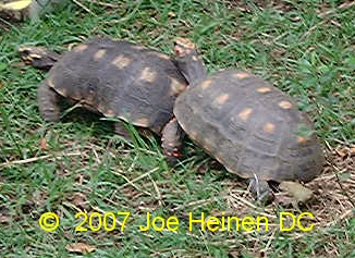 redfoot tortoise mating