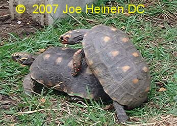 redfoot tortoise mating