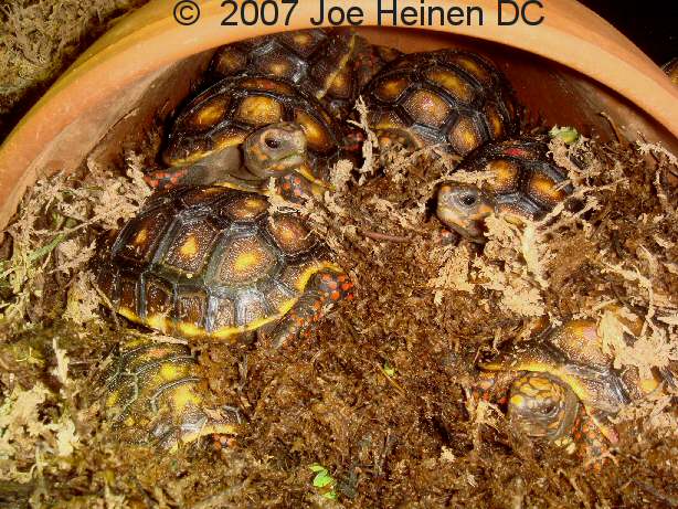 Redfoot hatchlings